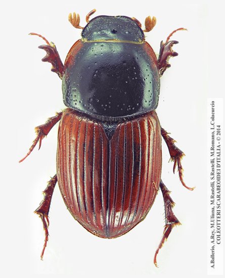 Rhodaphodius foetens